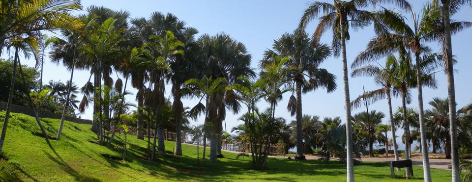 Palmetum de Santa Cruz