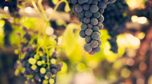 Vinos