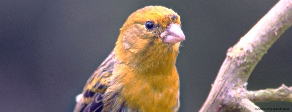 Canario