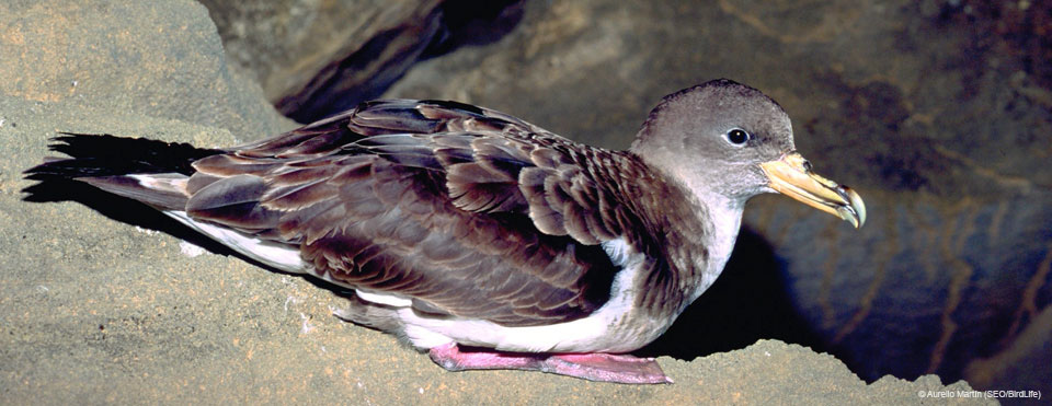 Pardela cenicienta 