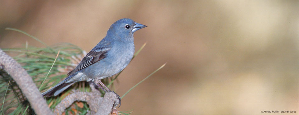 Pinzón azul