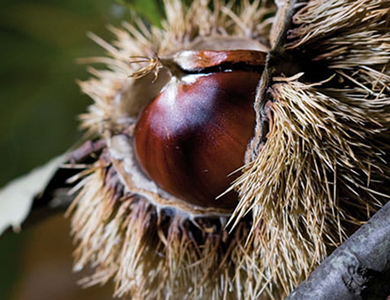 Fiesta del Cacharro y la Castaña